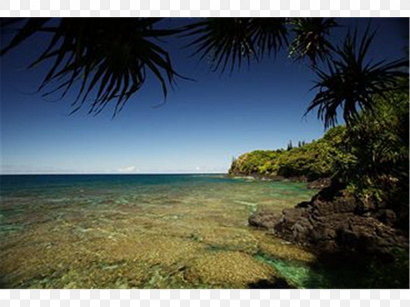 Shore Caribbean Sea Coast Beach, PNG, 1024x768px, Shore, Arecaceae, Arecales, Bay, Beach Download Free