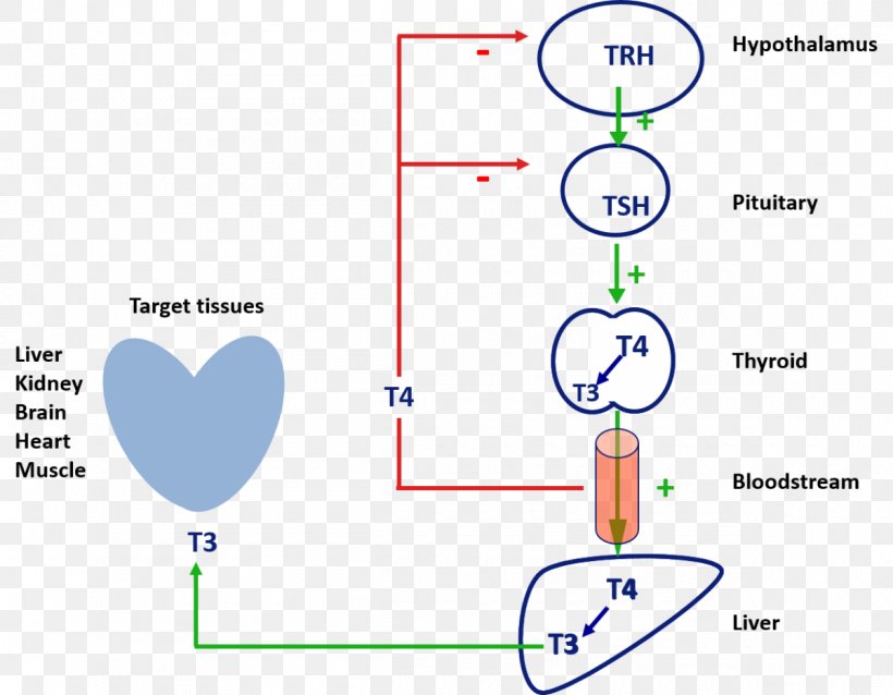 Triiodothyronine Thyroid Hormones Thyroxine, PNG, 1200x934px, Triiodothyronine, Area, Blood, Diagram, Endocrine System Download Free