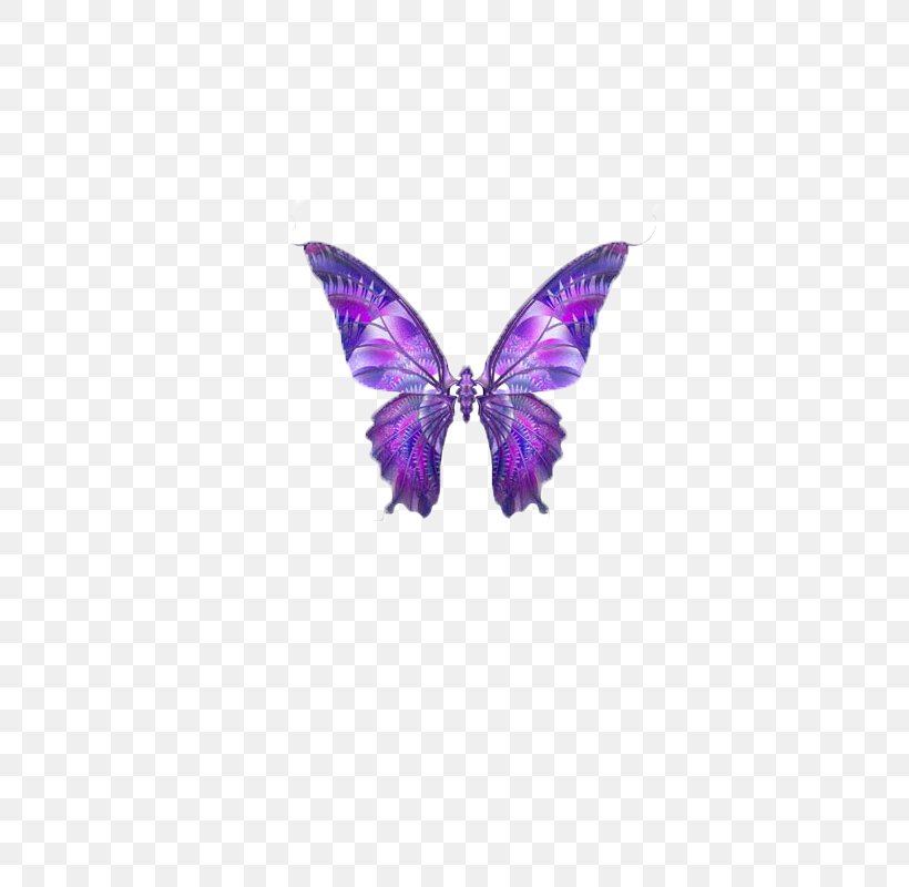 Butterfly Papillon Dog Hemiargus Ceraunus Clip Art, PNG, 800x800px, Butterfly, Animal, Brush Footed Butterfly, Butterflies And Moths, Drawing Download Free