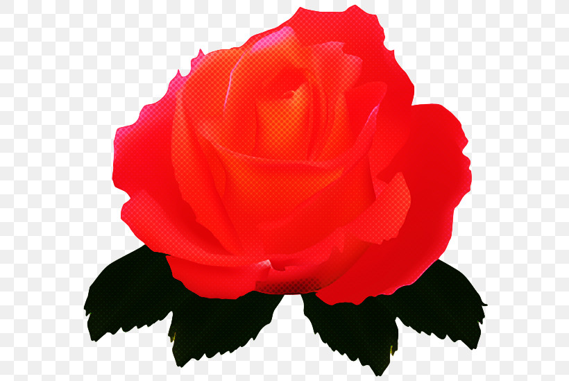 Garden Roses, PNG, 600x549px, Garden Roses, China Rose, Cut Flowers, Floribunda, Flower Download Free
