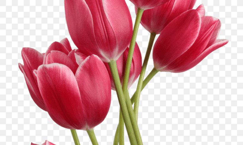 Tulip Flower Clip Art, PNG, 800x491px, Tulip, Bud, Cut Flowers, Flower, Flower Bouquet Download Free