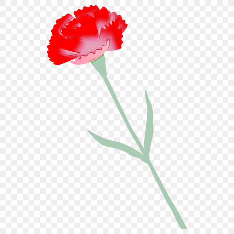 Carnation Flower, PNG, 1200x1200px, Carnation, Cut Flowers, Dianthus, Flower, Grass Download Free