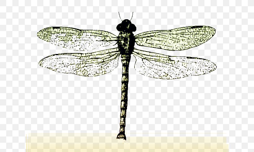 Insect Butterfly Dragonfly Bee, PNG, 700x490px, Insect, Arthropod, Bee, Butterfly, Damselfly Download Free