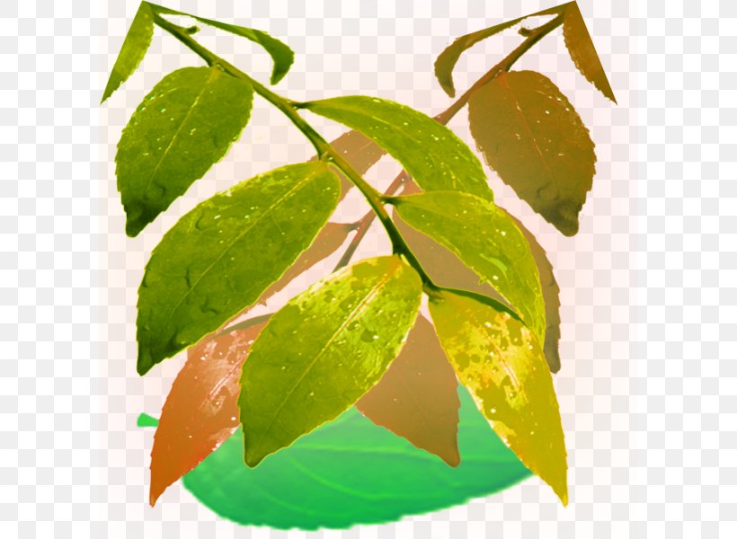 Leaf Drop Dew, PNG, 600x600px, Leaf, Date Palm, Designer, Dew, Drop Download Free