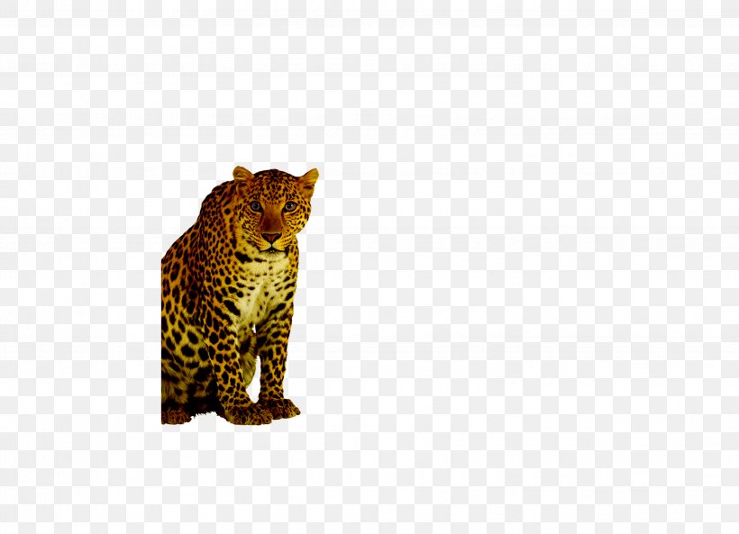 Leopard Cheetah Felinae, PNG, 3425x2480px, Leopard, Animal, Big Cat, Big Cats, Carnivora Download Free