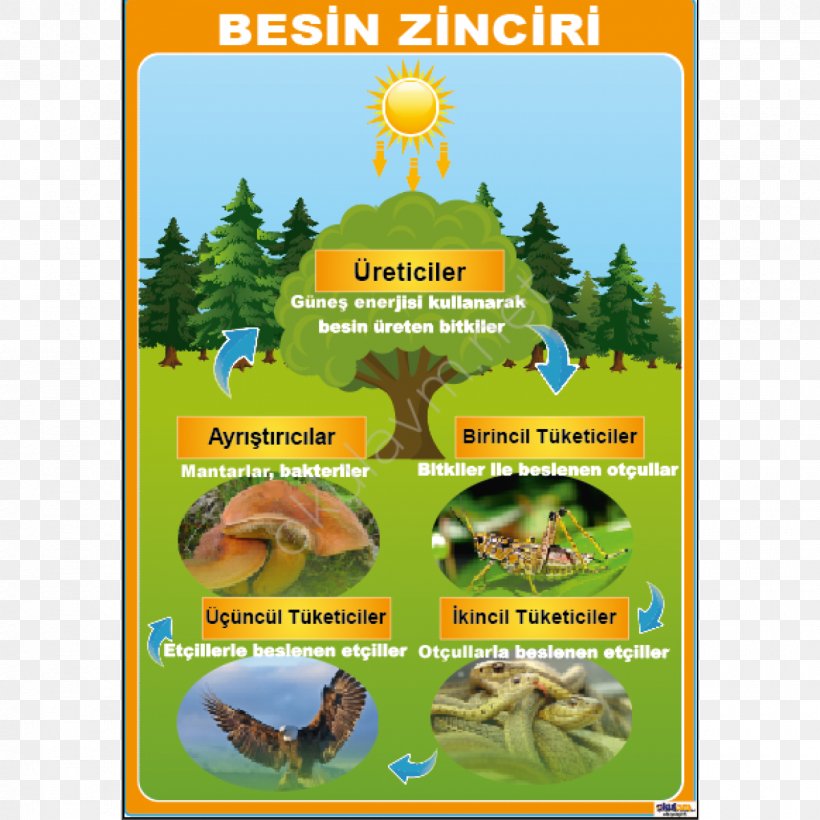 Nutrient Ecosystem Food Chain Poster Food Web, PNG, 1200x1200px, Nutrient, Advertising, Biology, Brochure, Carnivore Download Free