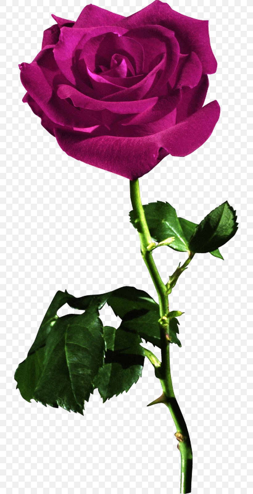 Rose Red Desktop Wallpaper Flower, PNG, 728x1600px, Rose, Annual Plant, China Rose, Cut Flowers, Floral Design Download Free