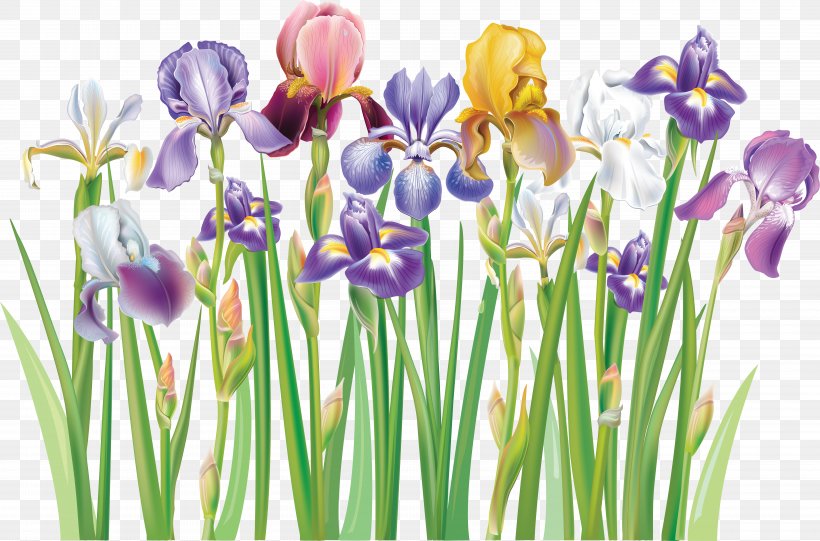 Royalty-free Flower Clip Art, PNG, 6000x3963px, Royaltyfree, Crocus, Cut Flowers, Flower, Flowering Plant Download Free