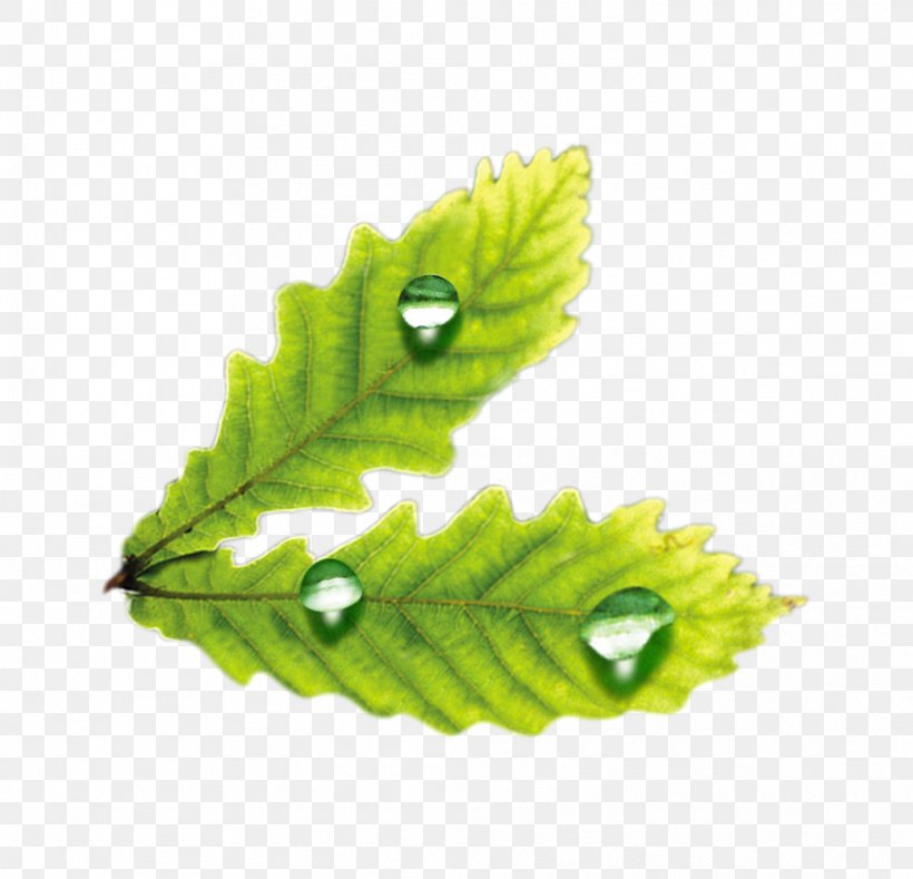 Leaf Drop Adobe Illustrator, PNG, 1039x1000px, Leaf, Designer, Drop, Goutte, Grass Download Free