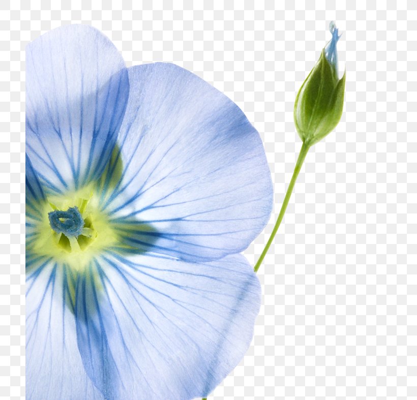 Pansy Capelli Flax Delta Maidenhair Fern Plant, PNG, 720x787px, Pansy, Blue, Capelli, Cosmetology, Delta Maidenhair Fern Download Free