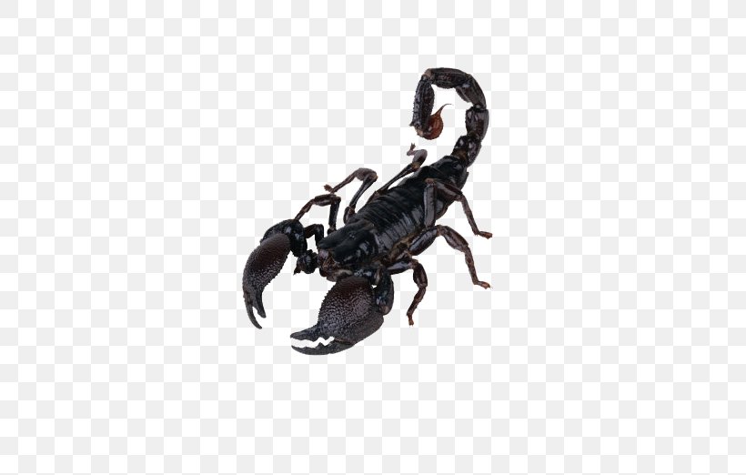 Scorpion Clip Art, PNG, 650x522px, Scorpion, Arachnid, Arthropod ...