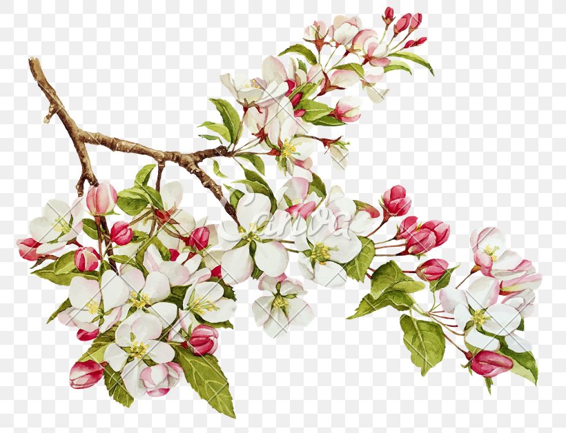 Apples Blossom Watercolor Painting Tree, PNG, 800x628px, Apple, Apples, Blossom, Botany, Branch Download Free