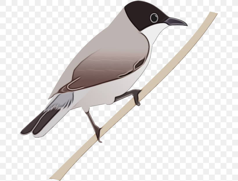 Bird Beak Perching Bird Songbird, PNG, 686x622px, Watercolor, Beak, Bird, Paint, Perching Bird Download Free