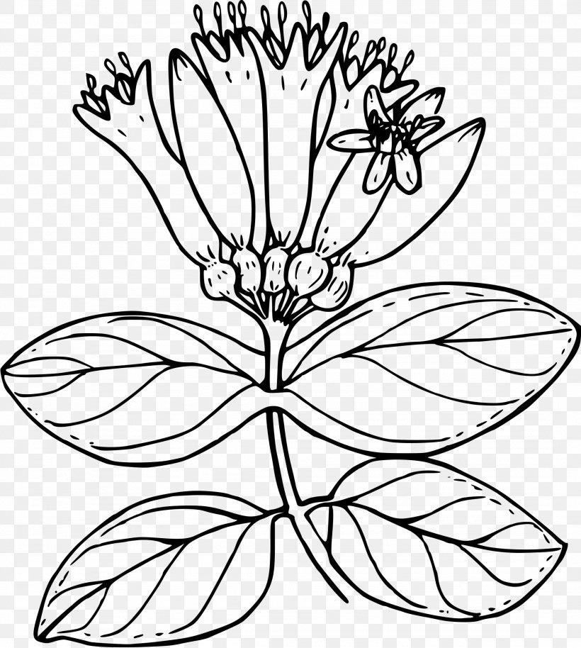 Lonicera Ciliosa Lonicera Involucrata Flower Drawing Plant, PNG, 2152x2400px, Lonicera Ciliosa, Artwork, Black And White, Color, Coloring Book Download Free