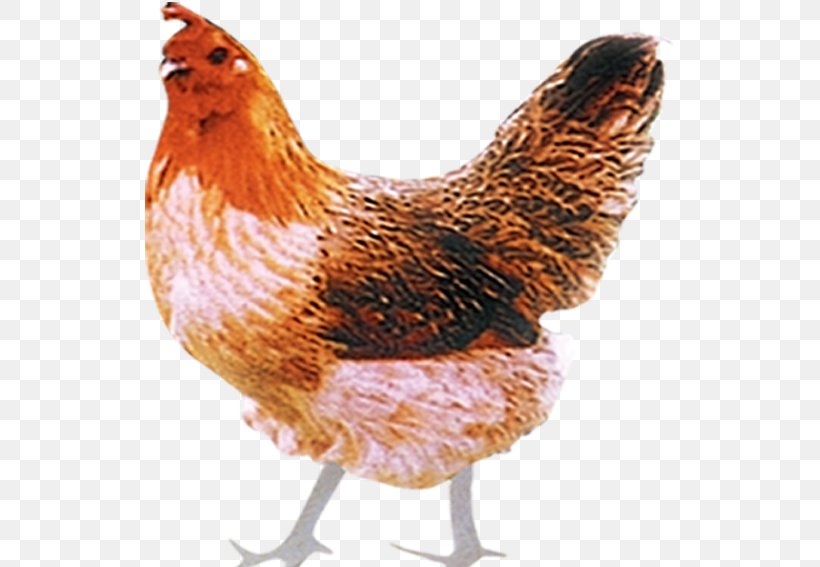 Plymouth Rock Chicken Ayam Kampong Rooster, PNG, 567x567px, Plymouth Rock Chicken, Ayam Kampong, Beak, Bird, Chicken Download Free