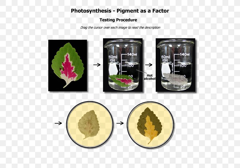 Biological Pigment Photosynthetic Pigment Biology Houston Community College, Inc., PNG, 600x575px, Biological Pigment, Biology, Coleus, Experiment, Houston Community College Inc Download Free