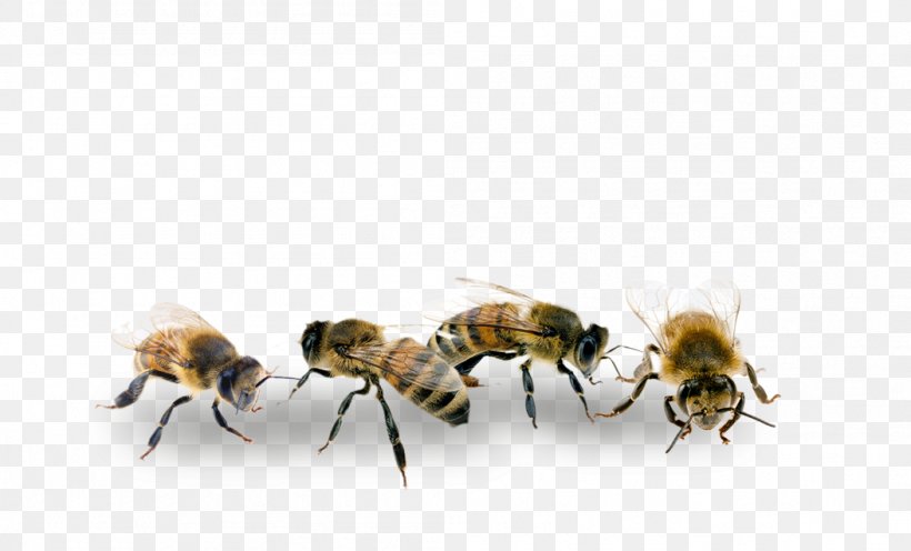 Honey Bee Transport Car Auto'RZ Economy, PNG, 1052x637px, Honey Bee, Arthropod, Artikel, Bee, Bumblebee Download Free
