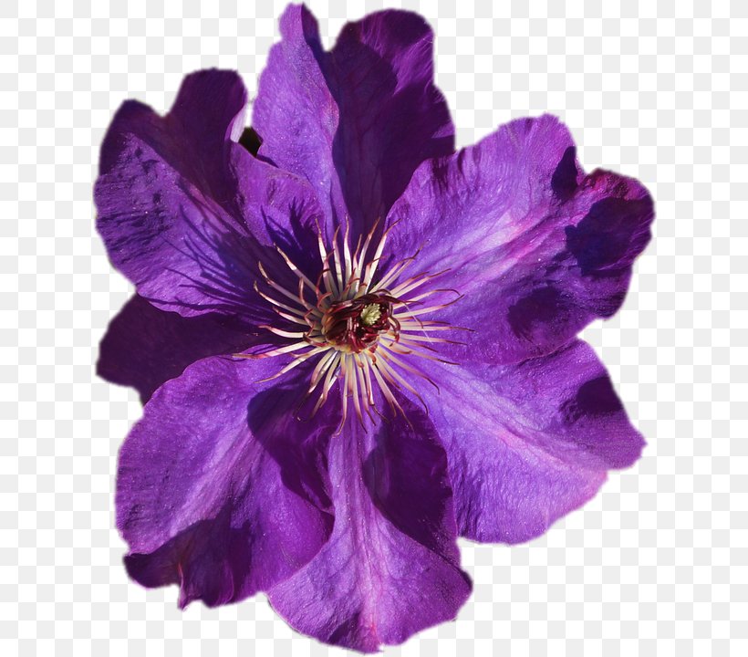 Leather Flower Violet Image Purple, PNG, 622x720px, Leather Flower, Clematis, Color, Flower, Flowering Plant Download Free