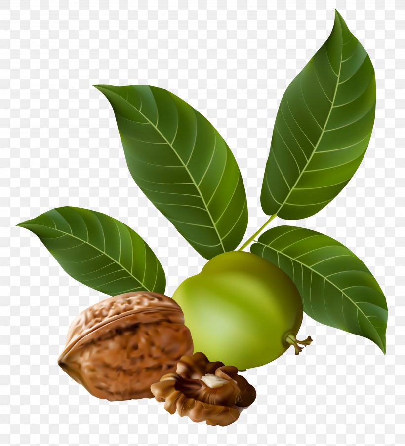 Walnut Clip Art, PNG, 3076x3392px, Walnut, Dried Fruit, Drupe, Eastern Black Walnut, English Walnut Download Free