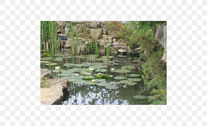 Fish Pond Water Resources Nature Reserve Botanical Garden Water Feature, PNG, 500x500px, Fish Pond, Body Of Water, Botanical Garden, Botany, Fish Download Free