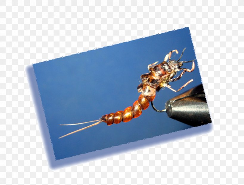 Insect Membrane, PNG, 848x646px, Insect, Membrane, Membrane Winged Insect Download Free