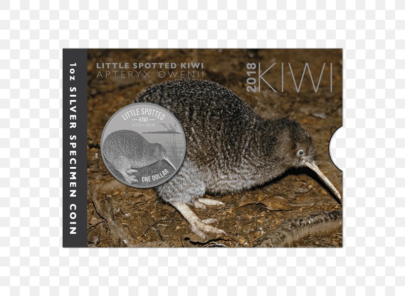 New Zealand Little Spotted Kiwi Silver Coin Great Spotted Kiwi, PNG, 600x600px, New Zealand, Beak, Coin, Echidna, Fauna Download Free