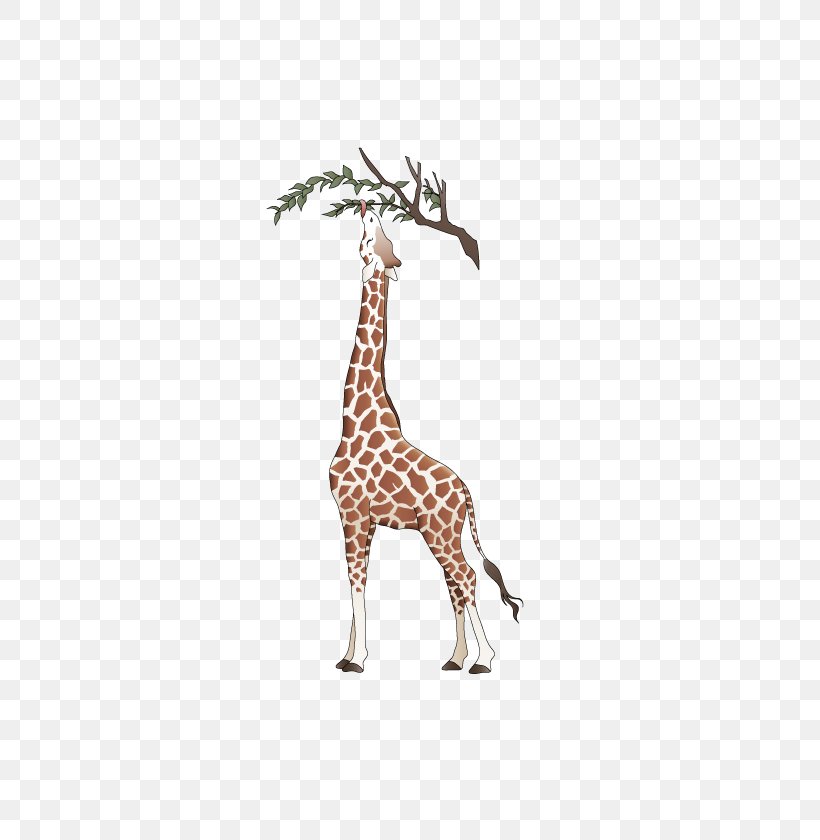 Northern Giraffe Euclidean Vector, PNG, 596x840px, Northern Giraffe, Deer, Eating, Giraffe, Giraffidae Download Free