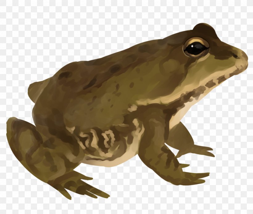 American Bullfrog Artist Frogger, PNG, 1024x867px, American Bullfrog, Amphibian, Animal, Art, Artist Download Free