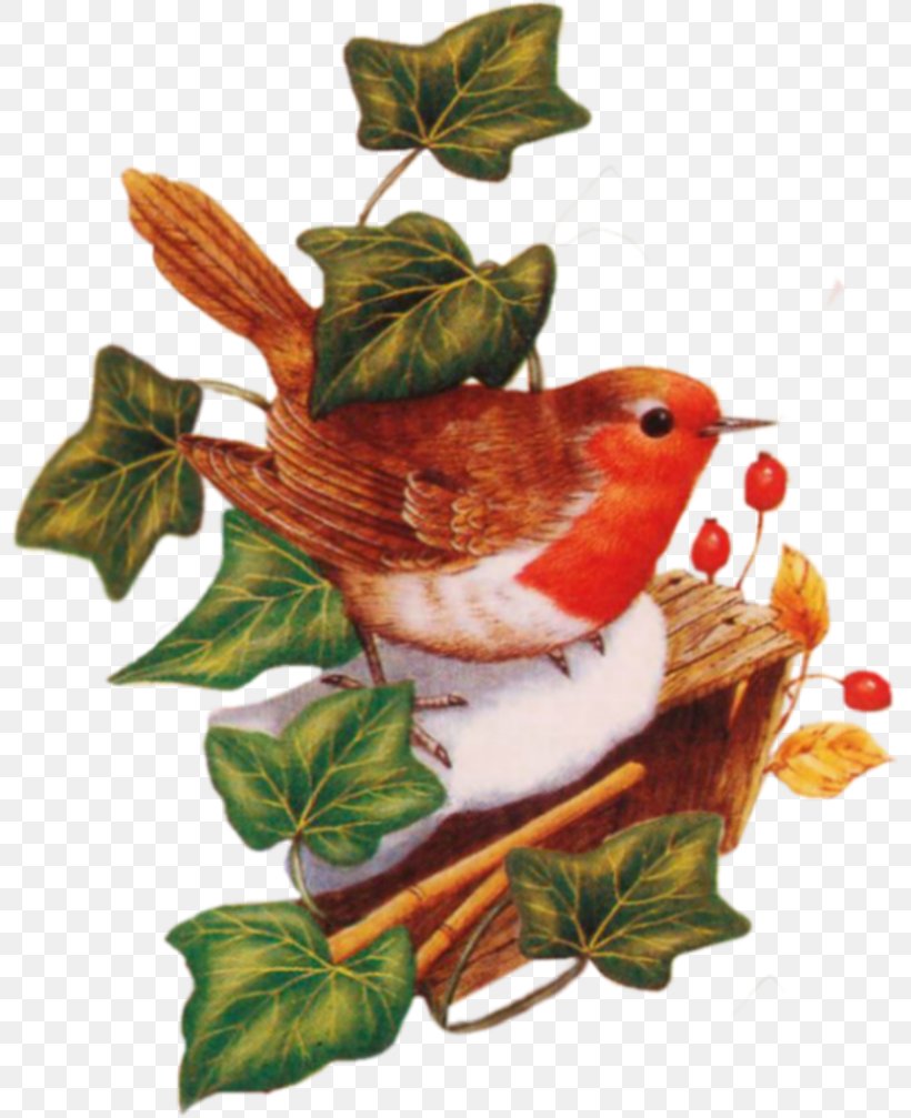 Bird Fauna Leaf, PNG, 800x1007px, Bird, Fauna, Leaf, Organism Download Free