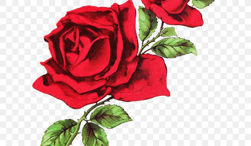 Clip Art Still Life: Pink Roses Flower Image, PNG, 640x480px, Rose, Cut Flowers, Drawing, Floral Design, Floribunda Download Free