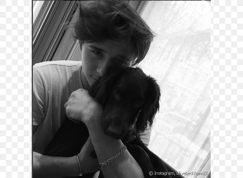 English Cocker Spaniel Pet Puppy Cat Celebrity, PNG, 675x601px, English Cocker Spaniel, Black, Black And White, Brooklyn Beckham, Carnivoran Download Free