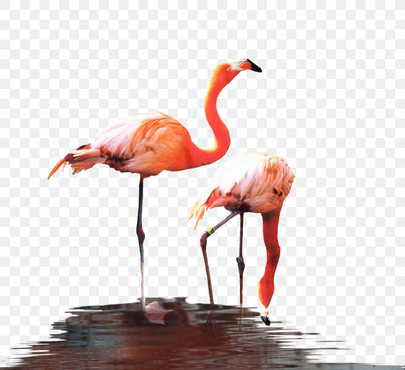 Fauna Beak, PNG, 3000x2746px, Fauna, Beak, Bird, Flamingo, Greater Flamingo Download Free