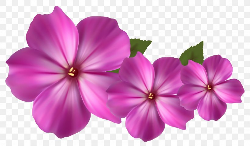 Pink Flowers Clip Art, PNG, 1600x940px, Flower, Annual Plant, Flowering Plant, Free, Geraniales Download Free