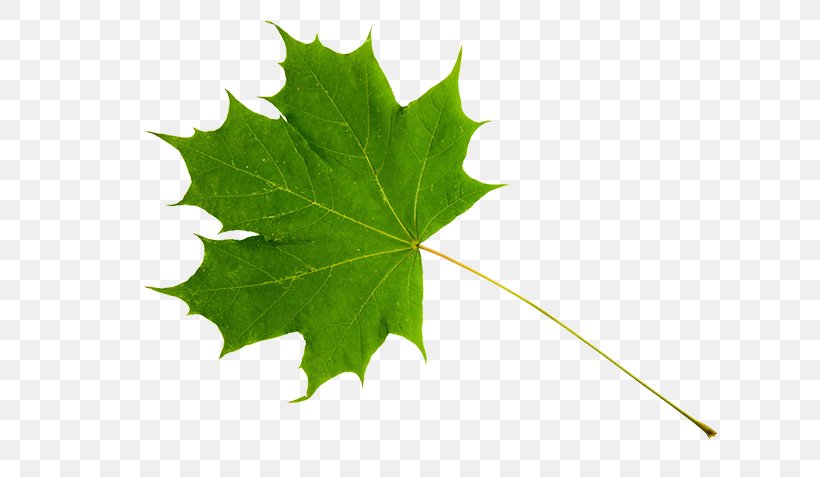 Maple Leaf Red Maple Sugar Maple Green, PNG, 715x477px, Maple Leaf, Blue, Botany, Grape Leaves, Green Download Free