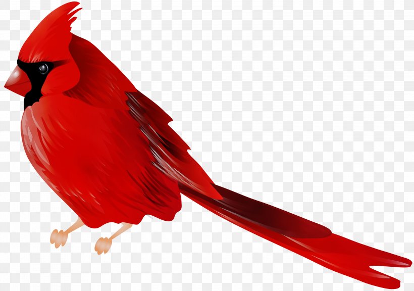 Bird Northern Cardinal Clip Art, PNG, 3000x2109px, Bird, Arizona Cardinals, Aviary, Beak, Cardinal Download Free