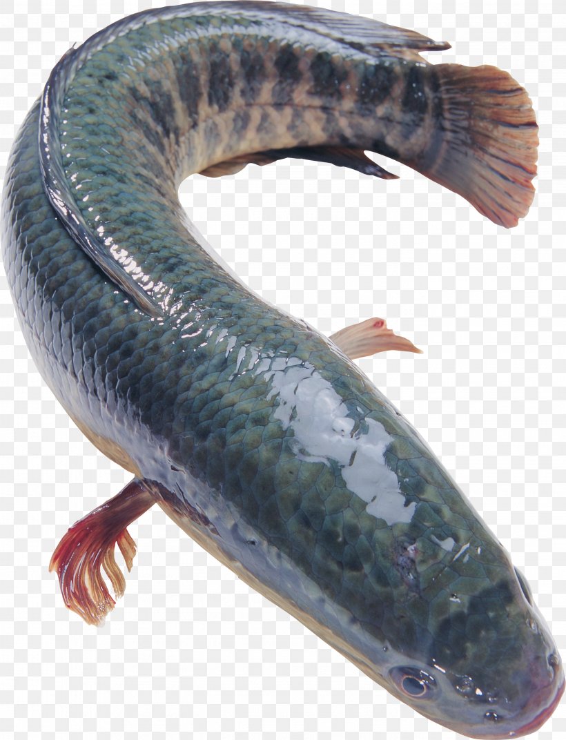 Northern Snakehead Blotched Snakehead Fish Food Flathead Grey Mullet, PNG, 2753x3600px, Northern Snakehead, Aquaculture, Blotched Snakehead, Channa, Daggertooth Pike Conger Download Free