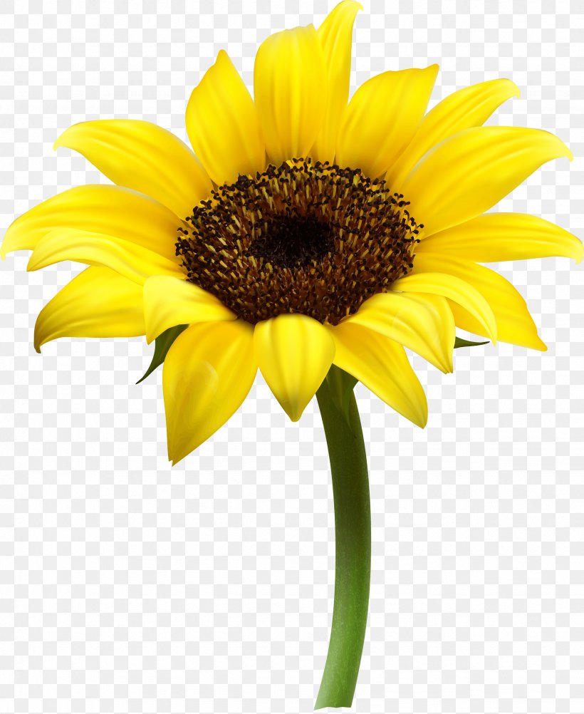 Common Sunflower Clip Art, PNG, 2454x3000px, Common Sunflower, Asterales, Cut Flowers, Daisy Family, Flower Download Free