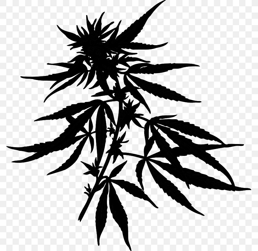 Hemp Cannabis Shop Medical Cannabis University Of Louisville, PNG, 780x800px, Hemp, Android, Blackandwhite, Cannabidiol, Cannabis Download Free