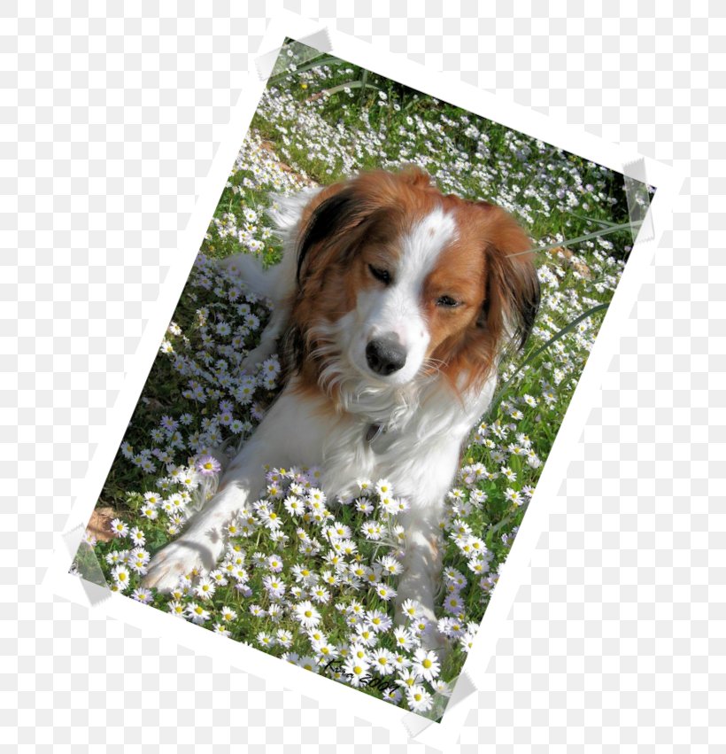 Kooikerhondje Australian Shepherd Puppy Dog Breed Companion Dog, PNG, 737x851px, Kooikerhondje, Australian Shepherd, Breed, Companion Dog, Dog Download Free