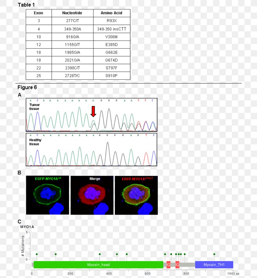 MYO1A Frameshift Mutation Myosin Gene, PNG, 722x886px, Mutation, Area, Biology, Diagram, Dna Download Free