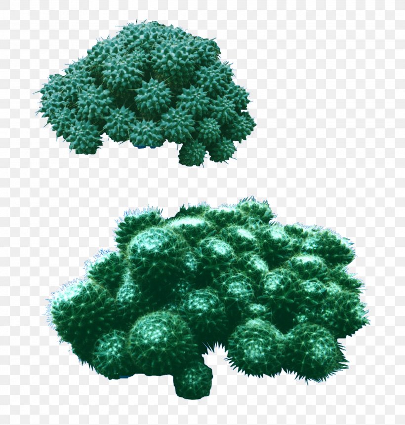 Tree Yucca Filamentosa Xerophyte Plant, PNG, 2480x2604px, Desert, Blue, Grass, Green, Organism Download Free