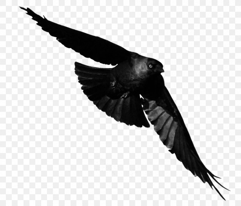 Bird Image Adobe Photoshop Animal, PNG, 900x769px, Bird, Animal, Beak, Black And White, Common Raven Download Free