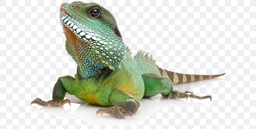 Common Iguanas Reptile Komodo Dragon Lizard Chinese Water Dragon, PNG, 646x413px, Common Iguanas, Agama, Agamidae, Animal, Australian Water Dragon Download Free