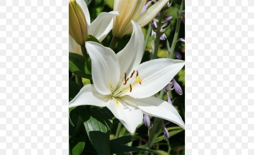 Crinum Petal Lily M, PNG, 500x500px, Crinum, Flower, Flowering Plant, Lily, Lily Family Download Free
