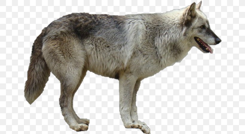 Dog The Arctic Wolf Clip Art, PNG, 664x450px, Dog, Arctic Wolf, Canis ...