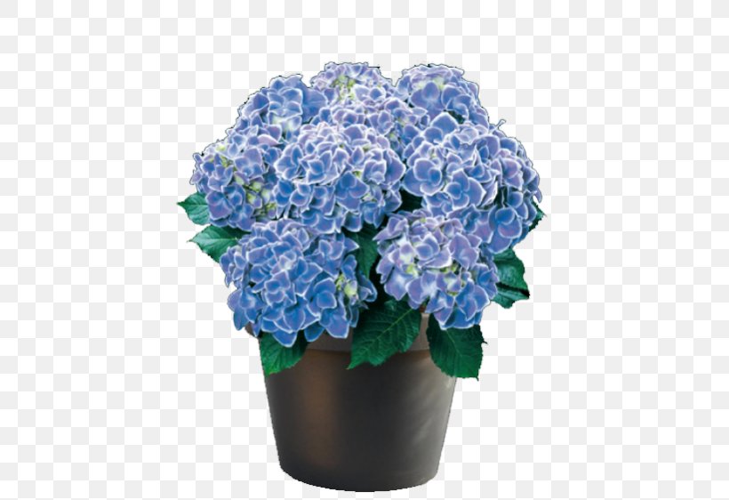 Flower Panicled Hydrangea French Hydrangea Oakleaf Hydrangea Plant, PNG, 562x562px, Flower, Artificial Flower, Blue, Color, Cornales Download Free