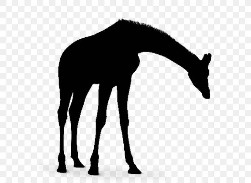 Mustang Stallion Mane Giraffe Halter, PNG, 563x600px, 2019 Ford Mustang, Mustang, Blackandwhite, Donkey, Ford Mustang Download Free