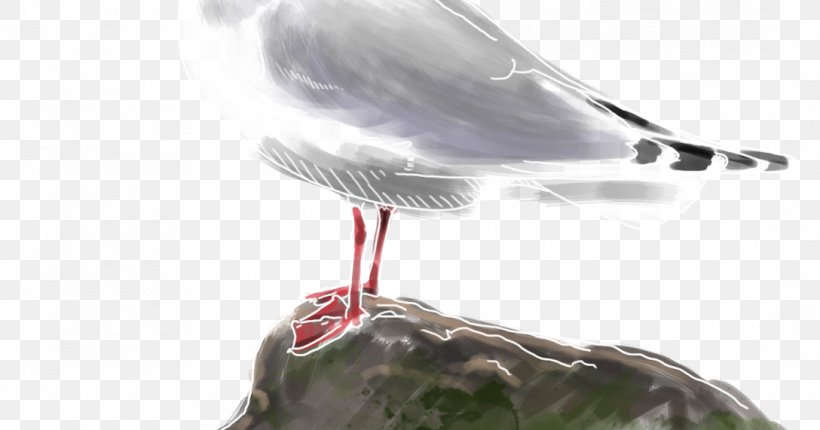 Shorebirds Black-headed Gull Large White-headed Gulls Beak, PNG, 1088x571px, Bird, Beak, Birdwatching, Blackheaded Gull, Blog Download Free