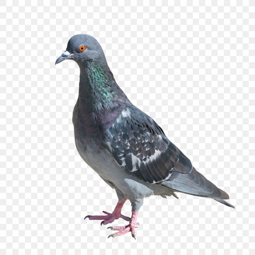 Columbidae Rock Dove Bird Photography, PNG, 2048x2048px, Columbidae, Beak, Bird, Color, Doves As Symbols Download Free