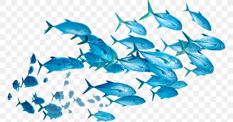 Fish Yellowfin Tuna Shoaling And Schooling Clip Art, PNG, 768x430px, Fish, Blue, Dolphin, Fishery, Fishing Download Free